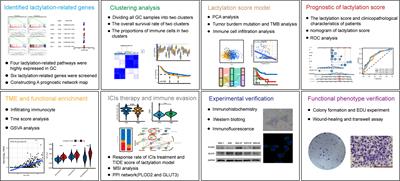Identification of lactylation related model to predict prognostic, tumor infiltrating immunocytes and response of immunotherapy in gastric cancer